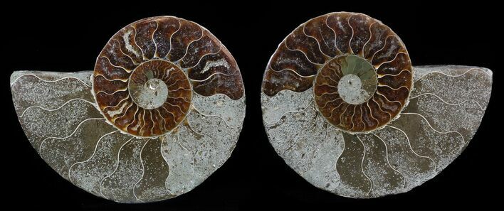 Bargain, Sliced Fossil Ammonite Pair - Million Years Old #51478